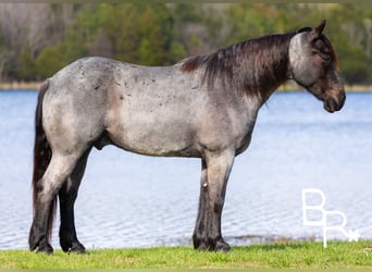 Percheron, Hongre, 5 Ans, 163 cm, Rouan Bleu