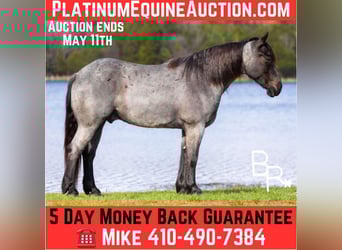 Percheron, Hongre, 5 Ans, 163 cm, Rouan Bleu