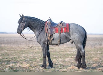 Percheron, Hongre, 5 Ans, 163 cm, Rouan Bleu