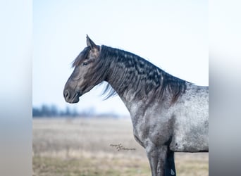 Percheron, Hongre, 5 Ans, 163 cm, Rouan Bleu