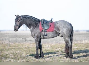 Percheron, Hongre, 5 Ans, 163 cm, Rouan Bleu