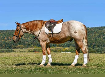 Percheron Croisé, Hongre, 5 Ans, 165 cm, Rouan Rouge