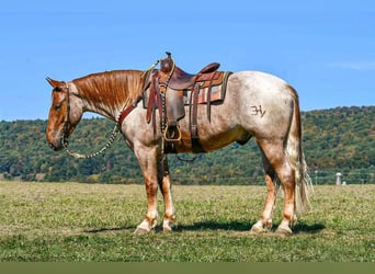 Percheron Croisé, Hongre, 5 Ans, 165 cm, Rouan Rouge