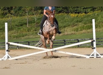 Percheron Croisé, Hongre, 5 Ans, 165 cm, Rouan Rouge