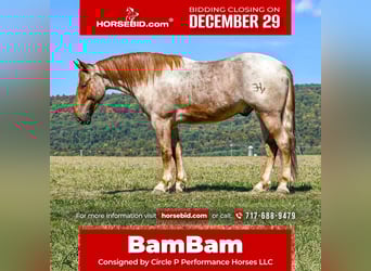 Percheron Croisé, Hongre, 5 Ans, 165 cm, Rouan Rouge