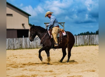 Percheron Croisé, Hongre, 5 Ans, 168 cm, Bai