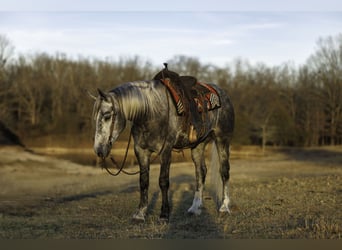 Percheron Croisé, Hongre, 5 Ans, 168 cm, Gris