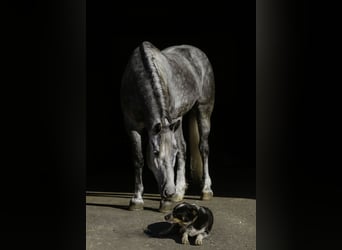 Percheron Croisé, Hongre, 5 Ans, 168 cm, Gris