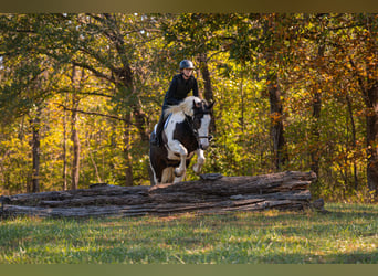 Percheron Croisé, Hongre, 5 Ans, 168 cm, Pinto
