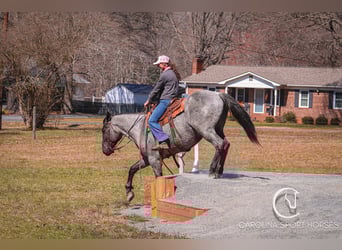 Percheron Croisé, Hongre, 5 Ans, 168 cm, Rouan Bleu