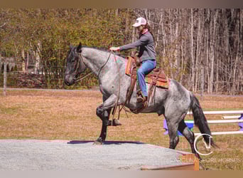 Percheron Croisé, Hongre, 5 Ans, 168 cm, Rouan Bleu