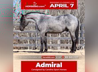 Percheron Croisé, Hongre, 5 Ans, 168 cm, Rouan Bleu