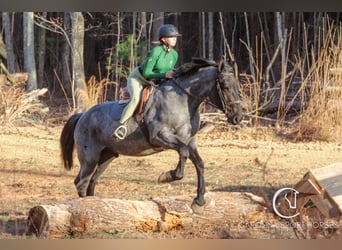 Percheron Croisé, Hongre, 5 Ans, 168 cm, Rouan Bleu