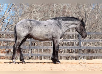Percheron Croisé, Hongre, 5 Ans, 168 cm, Rouan Bleu