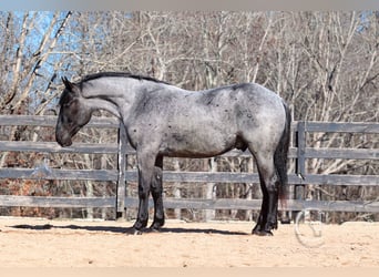 Percheron Croisé, Hongre, 5 Ans, 168 cm, Rouan Bleu