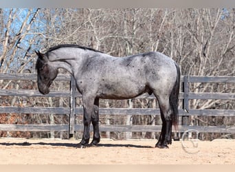 Percheron Croisé, Hongre, 5 Ans, 168 cm, Rouan Bleu