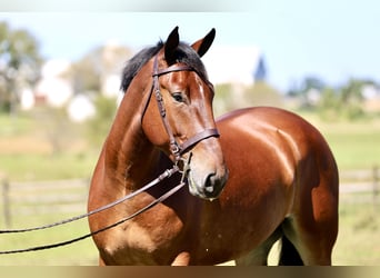 Percheron Croisé, Hongre, 5 Ans, 173 cm, Bai cerise