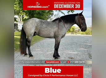 Percheron Croisé, Hongre, 5 Ans, 173 cm, Rouan Bleu