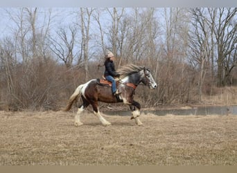Percheron, Hongre, 5 Ans, 175 cm, Tobiano-toutes couleurs