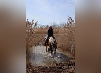 Percheron, Hongre, 5 Ans, 175 cm, Tobiano-toutes couleurs