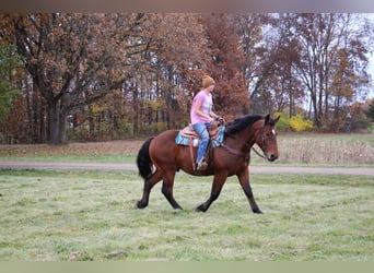 Percheron, Hongre, 5 Ans, Bai cerise
