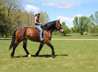 Percheron, Hongre, 5 Ans, Bai cerise