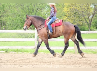 Percheron, Hongre, 5 Ans, Bai cerise