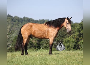 Percheron, Hongre, 5 Ans, Buckskin