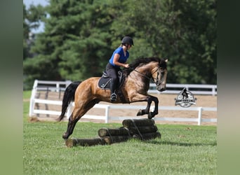 Percheron, Hongre, 5 Ans, Buckskin
