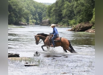 Percheron, Hongre, 5 Ans, Buckskin