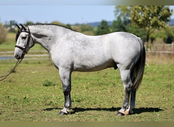 Percheron Croisé, Hongre, 5 Ans, Gris