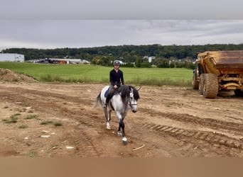 Percheron Croisé, Hongre, 5 Ans, Gris