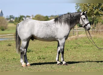 Percheron Croisé, Hongre, 5 Ans, Gris
