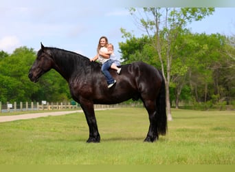 Percheron, Hongre, 5 Ans, Noir