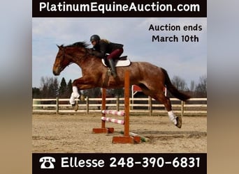 Percheron, Hongre, 5 Ans, Roan-Bay