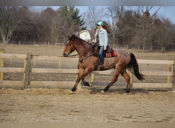 Percheron, Hongre, 5 Ans, Roan-Bay