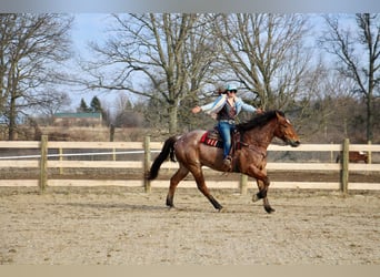 Percheron, Hongre, 5 Ans, Roan-Bay