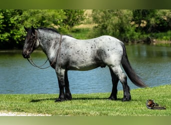 Percheron Croisé, Hongre, 5 Ans, Rouan Bleu