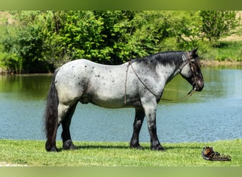 Percheron Croisé, Hongre, 5 Ans, Rouan Bleu