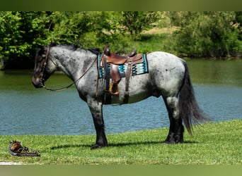 Percheron Croisé, Hongre, 5 Ans, Rouan Bleu