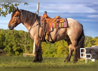 Percheron, Hongre, 6 Ans, 152 cm, Roan-Bay