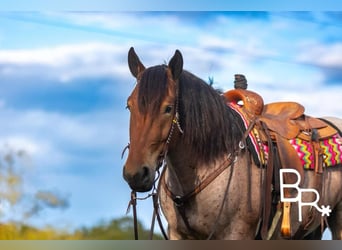 Percheron, Hongre, 6 Ans, 152 cm, Roan-Bay