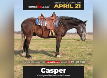 Percheron Croisé, Hongre, 6 Ans, 157 cm, Gris