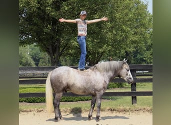 Percheron, Hongre, 6 Ans, 160 cm, Gris pommelé