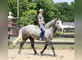 Percheron, Hongre, 6 Ans, 160 cm, Gris pommelé