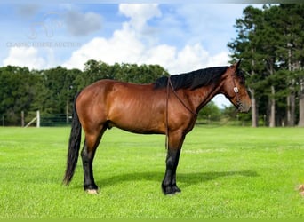 Percheron, Hongre, 6 Ans, 163 cm, Bai cerise
