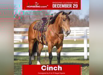 Percheron Croisé, Hongre, 6 Ans, 163 cm, Buckskin