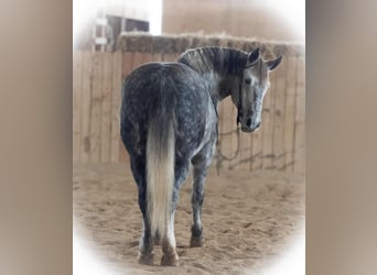 Percheron Croisé, Hongre, 6 Ans, 163 cm, Gris