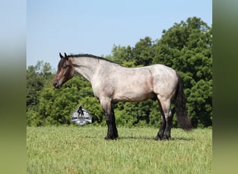 Percheron, Hongre, 6 Ans, 163 cm, Rouan Bleu