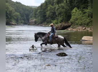Percheron, Hongre, 6 Ans, 163 cm, Rouan Bleu